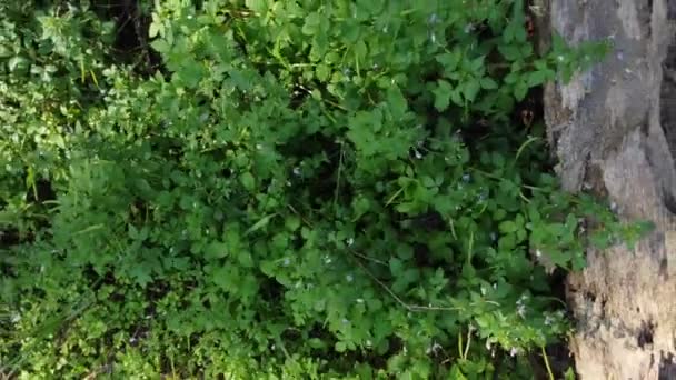 Meadow Fulls Wild Fringed Spider Weeds — Vídeo de Stock