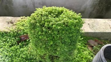 overgrown soleirolia soleirolii weed over the garden pot.