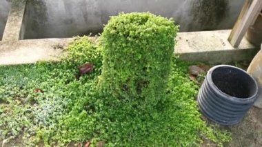 overgrown soleirolia soleirolii weed over the garden pot.