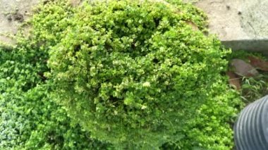 overgrown soleirolia soleirolii weed over the garden pot.