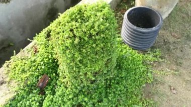 overgrown soleirolia soleirolii weed over the garden pot.