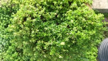 overgrown soleirolia soleirolii weed over the garden pot.