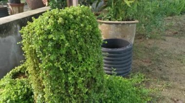 overgrown soleirolia soleirolii weed over the garden pot.