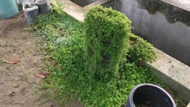overgrown soleirolia soleirolii weed over the garden pot.