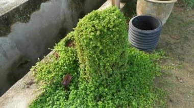 overgrown soleirolia soleirolii weed over the garden pot.