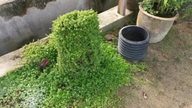 fazla büyümüş soleirolia soleirolii otu bahçe kabının üzerinde.