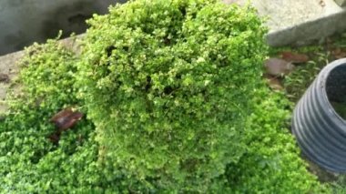 overgrown soleirolia soleirolii weed over the garden pot.