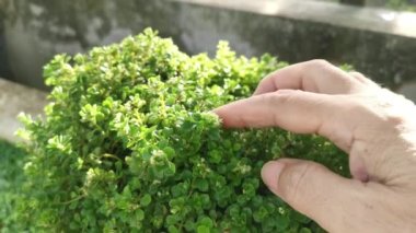 overgrown soleirolia soleirolii weed over the garden pot.