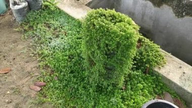 overgrown soleirolia soleirolii weed over the garden pot.