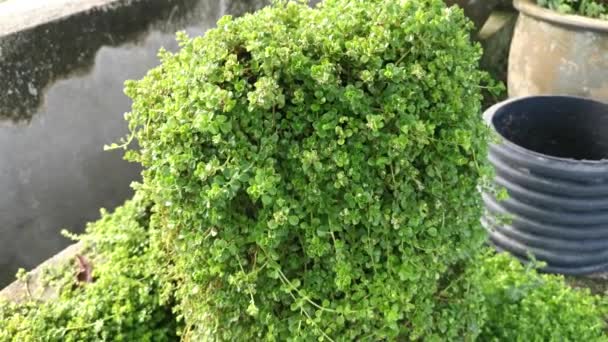 Overgrown Soleirolia Soleirolii Weed Garden Pot — Stockvideo