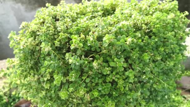 Overgrown Soleirolia Soleirolii Weed Garden Pot — Stock Video