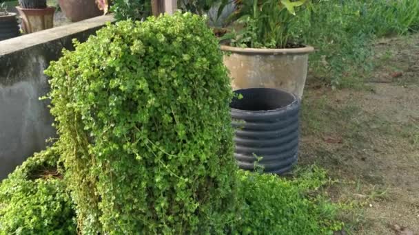 Overgrown Soleirolia Soleirolii Weed Garden Pot — Stock videók