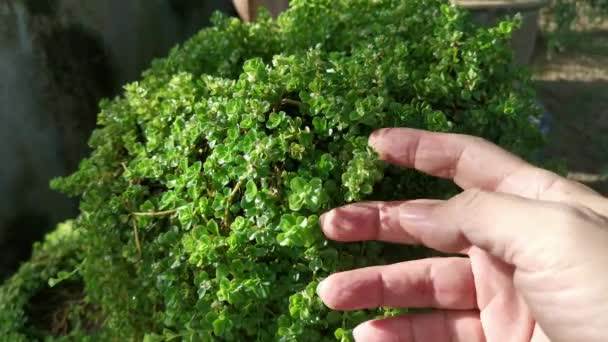 Overgrown Soleirolia Soleirolii Weed Garden Pot — Video Stock