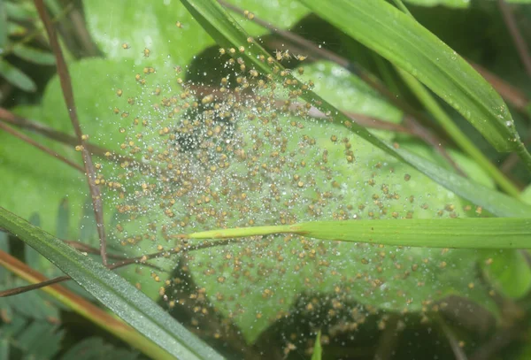 Swarm Little Babies Spider Tangled Wet Spider Web — 스톡 사진