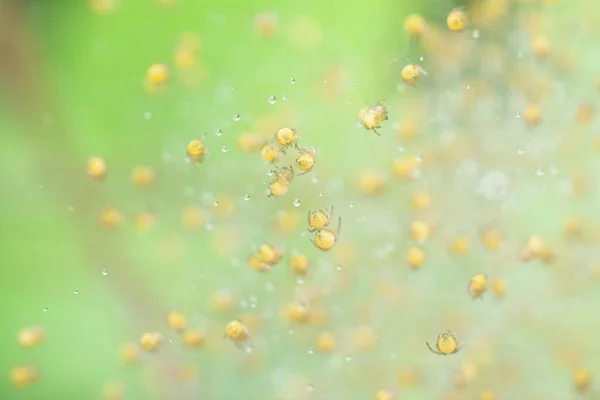 Swarm Little Babies Spider Tangled Wet Spider Web — 图库照片