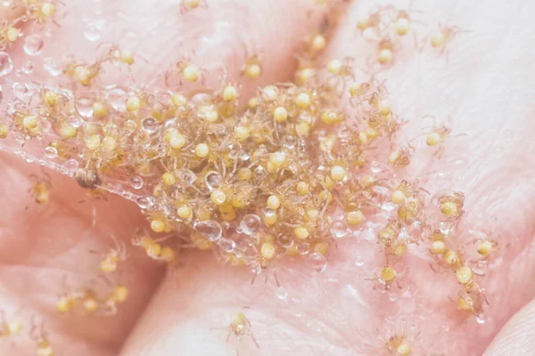 Swarm Little Babies Spider Tangled Wet Spider Web — Foto Stock