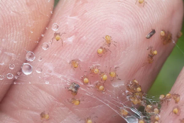 Swarm Little Babies Spider Tangled Wet Spider Web —  Fotos de Stock