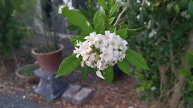 the White Orange jessamine boundary hedge plant.