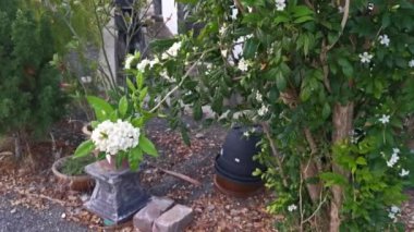 the White Orange jessamine boundary hedge plant.
