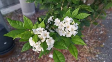 the White Orange jessamine boundary hedge plant.