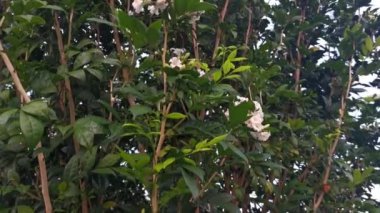 the White Orange jessamine boundary hedge plant.