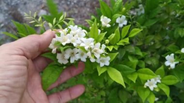 the White Orange jessamine boundary hedge plant.
