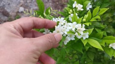 the White Orange jessamine boundary hedge plant.