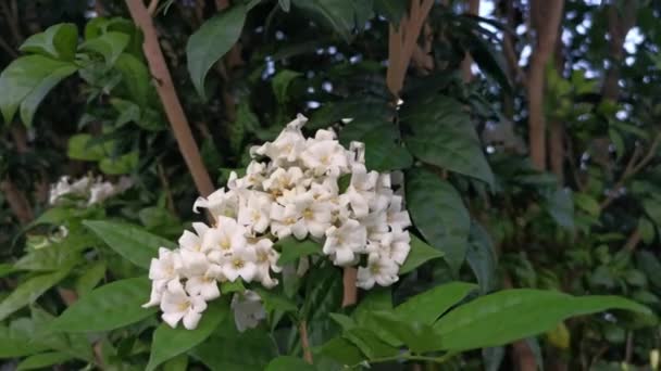 White Orange Jessamine Boundary Hedge Plant — стокове відео