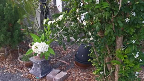 White Orange Jessamine Boundary Hedge Plant — Stok video