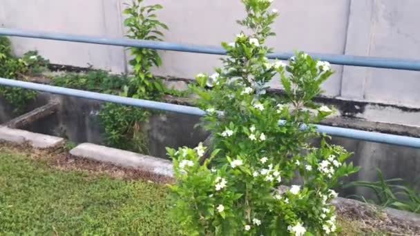 White Orange Jessamine Boundary Hedge Plant — стокове відео