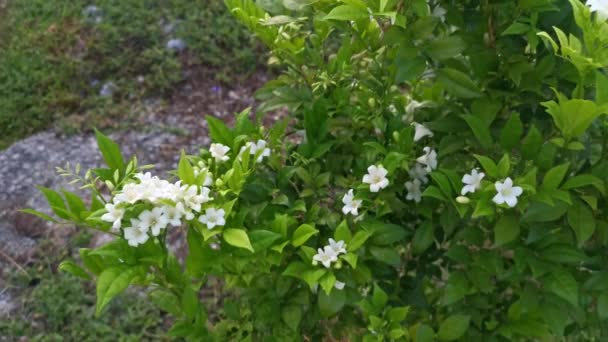 White Orange Jessamine Boundary Hedge Plant — Video Stock