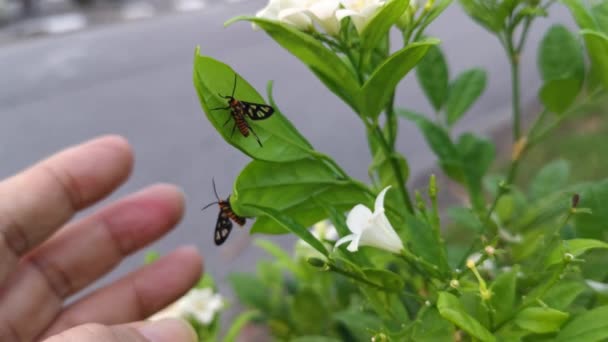 Tiger Moth Perching White Orange Jessamine Leaves — Stok video
