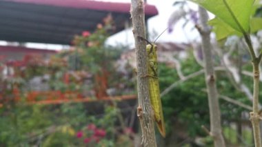 wounded Giant Short-horned Grasshopper in the garden