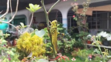 wounded Giant Short-horned Grasshopper in the garden