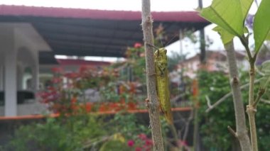 wounded Giant Short-horned Grasshopper in the garden