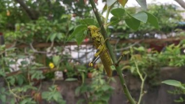wounded Giant Short-horned Grasshopper in the garden