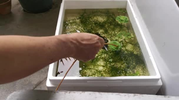 Rearing Freshwater Fishes Styrofoam Box — Vídeo de stock