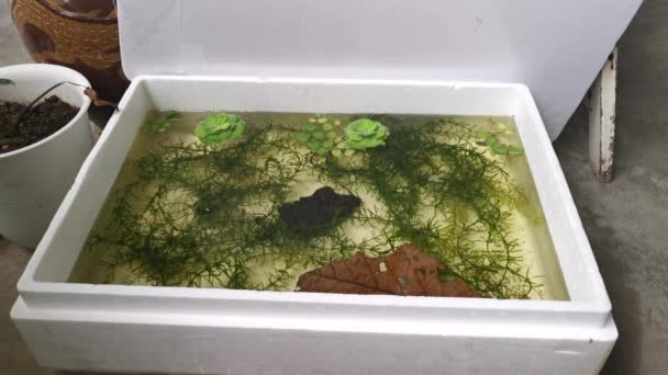 Rearing Freshwater Fishes Styrofoam Box — Wideo stockowe