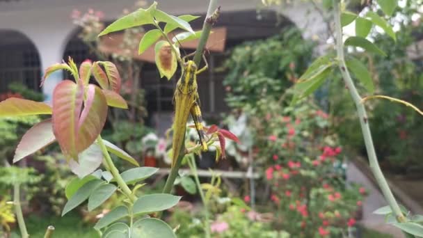 Wounded Giant Short Horned Grasshopper Garden — Stok video