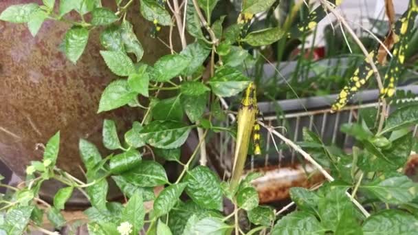 Wounded Giant Short Horned Grasshopper Garden — Stok video