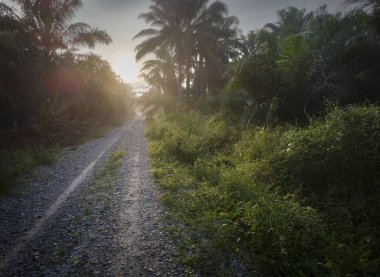 early morning sunrise into the agriculture land.