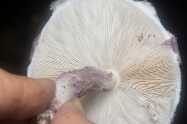 inedible wild mushroom in the plantation