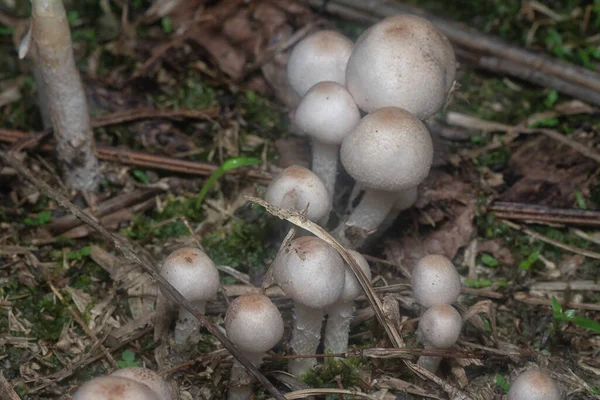 Inedible Wild Mushroom Plantation — Stockfoto