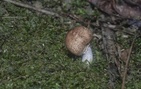 Inedible Wild Mushroom Plantation — Stockfoto