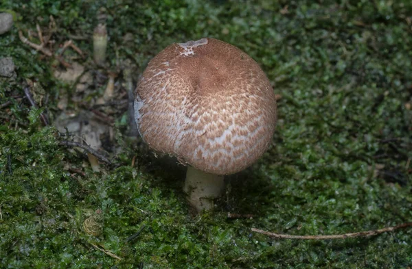 Inedible Wild Mushroom Plantation — 스톡 사진