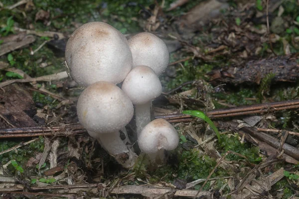 Inedible Wild Mushroom Plantation — Stockfoto