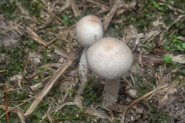 Inedible Wild Mushroom Plantation — Stok fotoğraf
