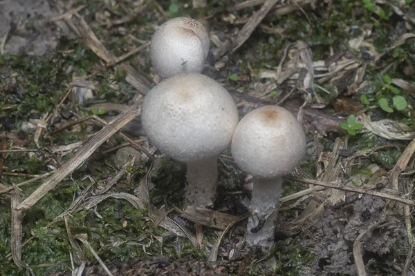 Inedible Wild Mushroom Plantation — Foto de Stock