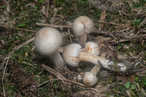 Inedible Wild Mushroom Plantation — Zdjęcie stockowe