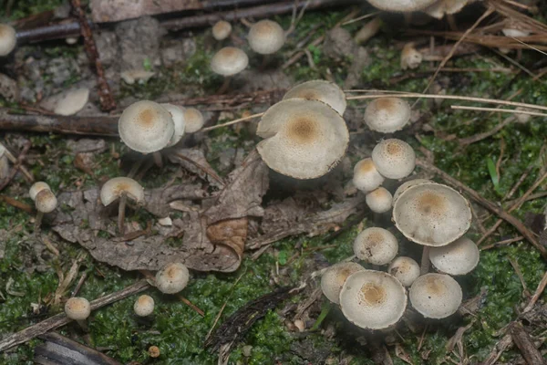 Inedible Wild Mushroom Plantation – stockfoto